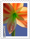 Amaryllis stamp