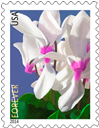 Cyclamen stamp