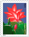 Christas cactus stamp