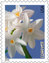 Paperwhite stamp