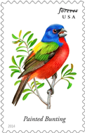 painted bunting