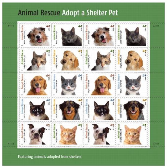 Animal Rescue Adopt a shelter Pet Featuring animals adopted from shelters