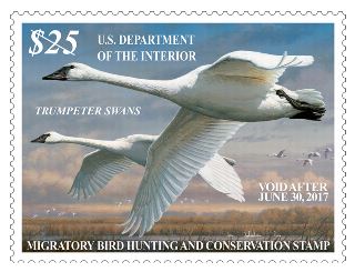 Stamp Announcement 16-24: Migratory Bird Hunting and Conservation Stamp
