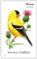 evening American goldfinch
