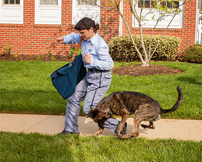 dog attacking letter carrier