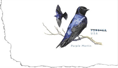 Purple Martin