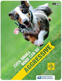 Even small dogs can be aggressive