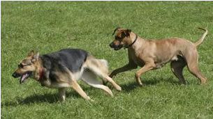 running dogs playing running dogs playing