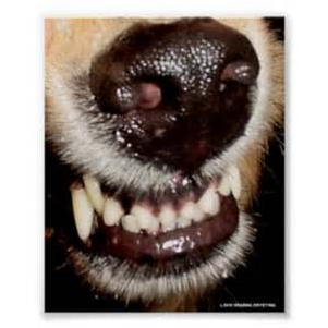 Dog bite awareness week