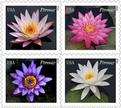 Water Lillies Forever stamps