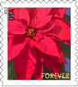Poinsettia