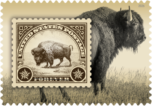 American Bison