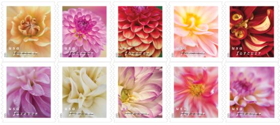 Dahlias