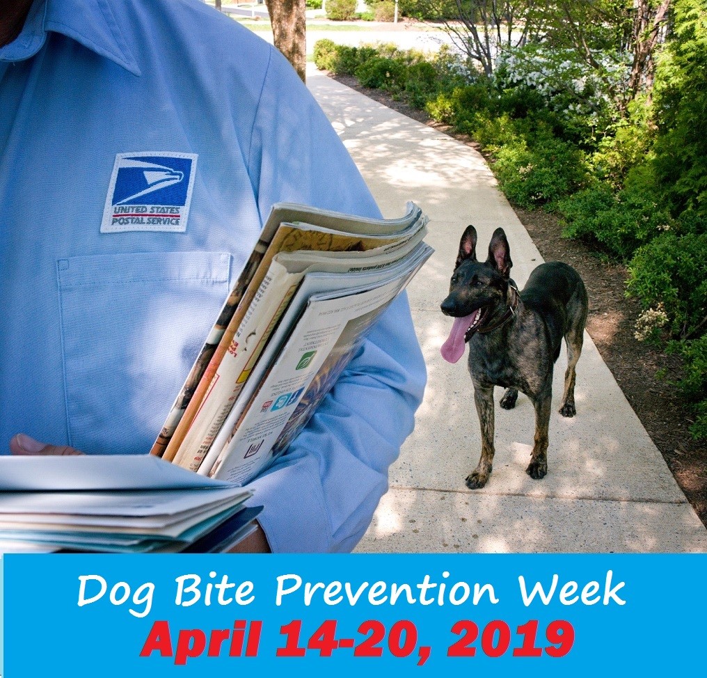 Dog looking at Letter Carrier