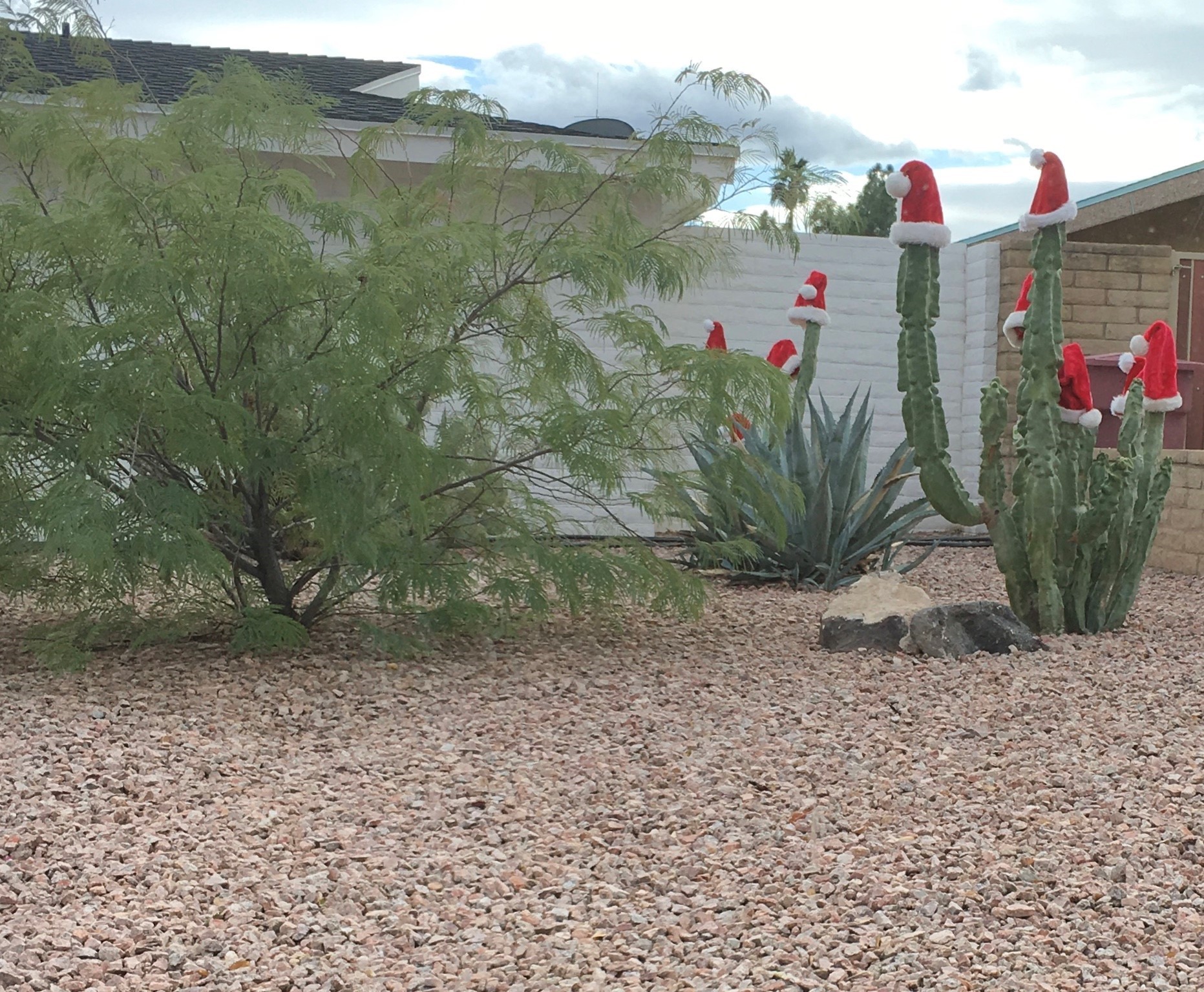 Cactus decorated with Santa hats