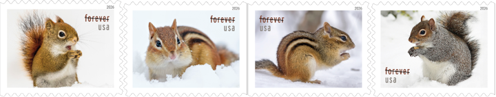 Squirrels & Chipmunks in Winter