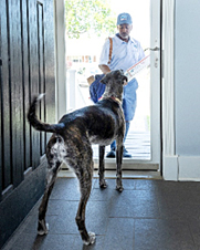 Dog inside closed door with carrier outside