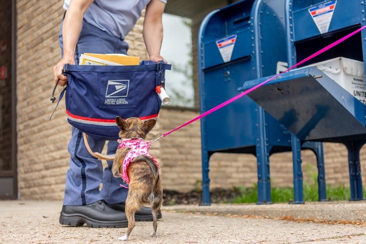 Dog bite awareness 2025 little dog