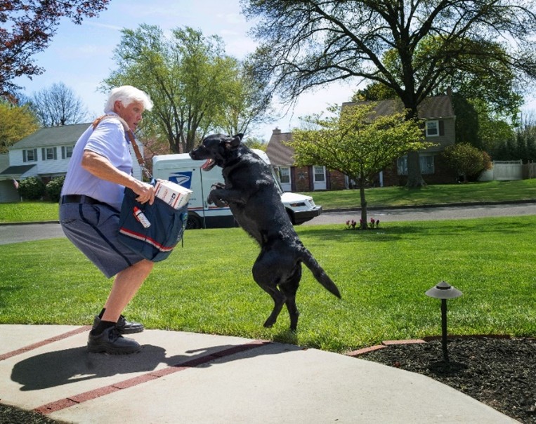 Dog bite awareness campaign