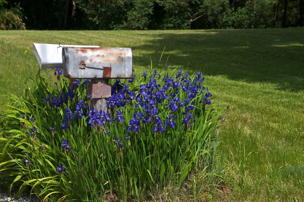 Older Mailboxes amongst flowers
