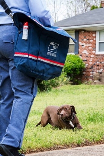 A Letter Carrier encountering a dog