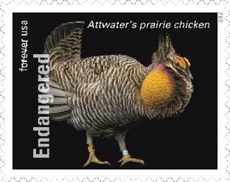 Attwater's Prairie Chicken