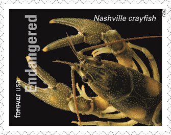 Endangered crayfish