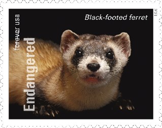 Endangered Species Black Footed Ferret