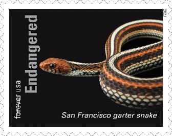 Endangered Species San Francisco Garter Snake