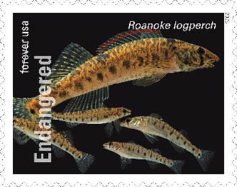 Endangered Species Roanoke Logperch