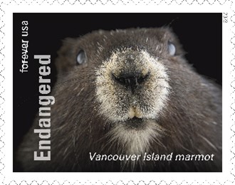 Endangered Species Vancouver Island Marmot