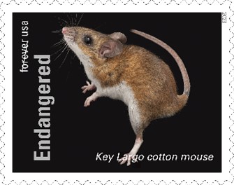 Endangered Species Key Largo Cotton Mouse