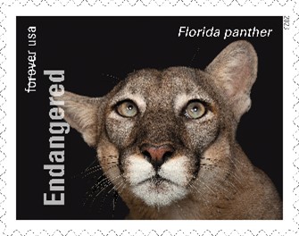 Endangered Species Florida Panther