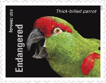 Endangered thick-billed-parrot