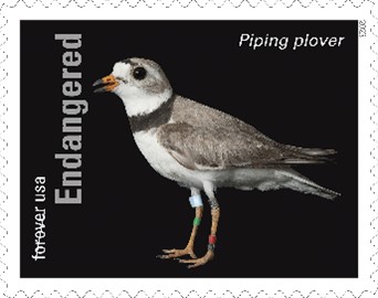 Endangered Species PIPING PLOVER