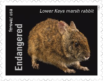 Endangered Species Lower Keys Marsh Rabbit