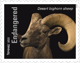 Endangered Species Desert Bighorn Sheep