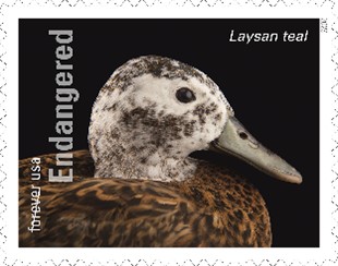 Endangered Species Laysan Teal
