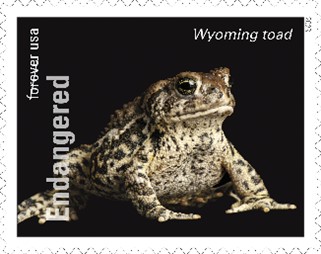 Endangered Species Wyoming Toad