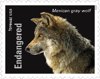 Endangered Mexican Gray Wolf