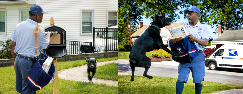 Two images of USPS mail carriers encountering and warding off dog attacks