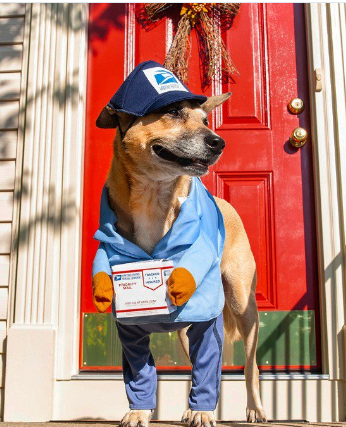 a dog holding an usps package