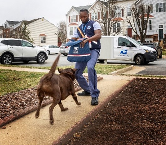 Dog attacking a letter carrier.