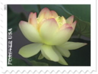 Garden Beauty stamp