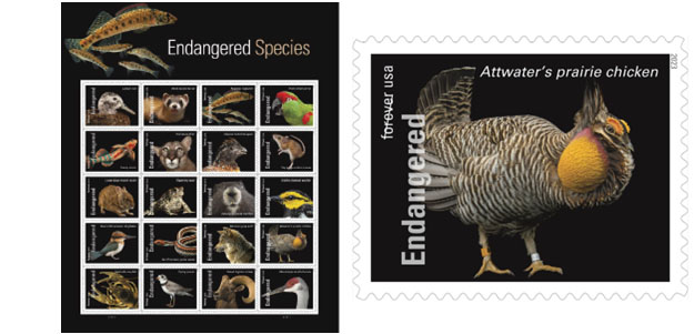 Endangered Species Act Stamps feature Attwater's Prairie Chicken