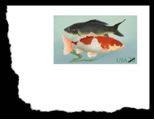 Koi fish stamped card