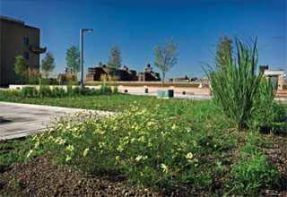 Morgan P&DC green roof in New York City