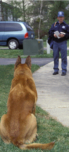 Picture of a dog stalking carrier.