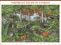 Stamp Announcement 05-06. Northeast Deciduous Forest Stamps. Copyright USPS 2003.