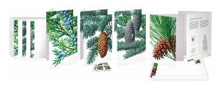 Evergreens Note Cards